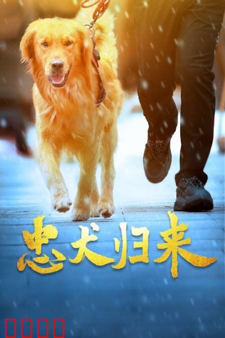 忠犬归来：八公的千年守望